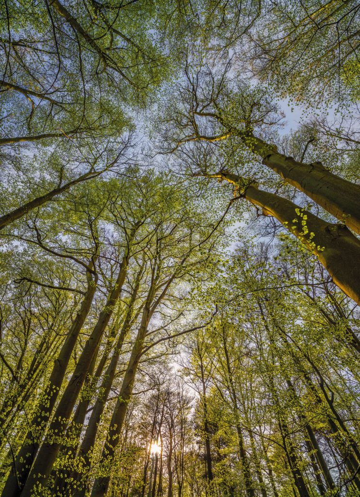 CANOPY